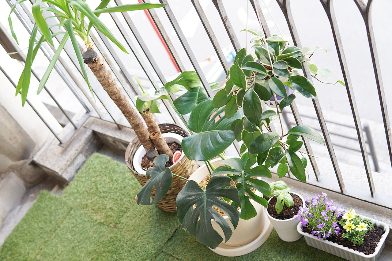 家庭菜園・植物